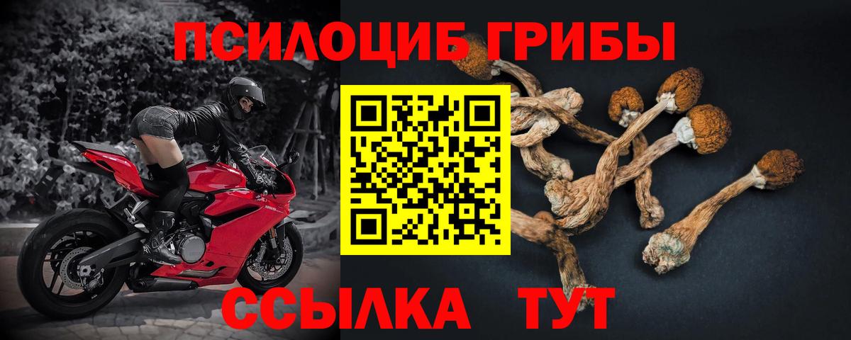 Вязьма  Псилоцибиновые грибы Psilocybine cubensis  Вход с VPN 